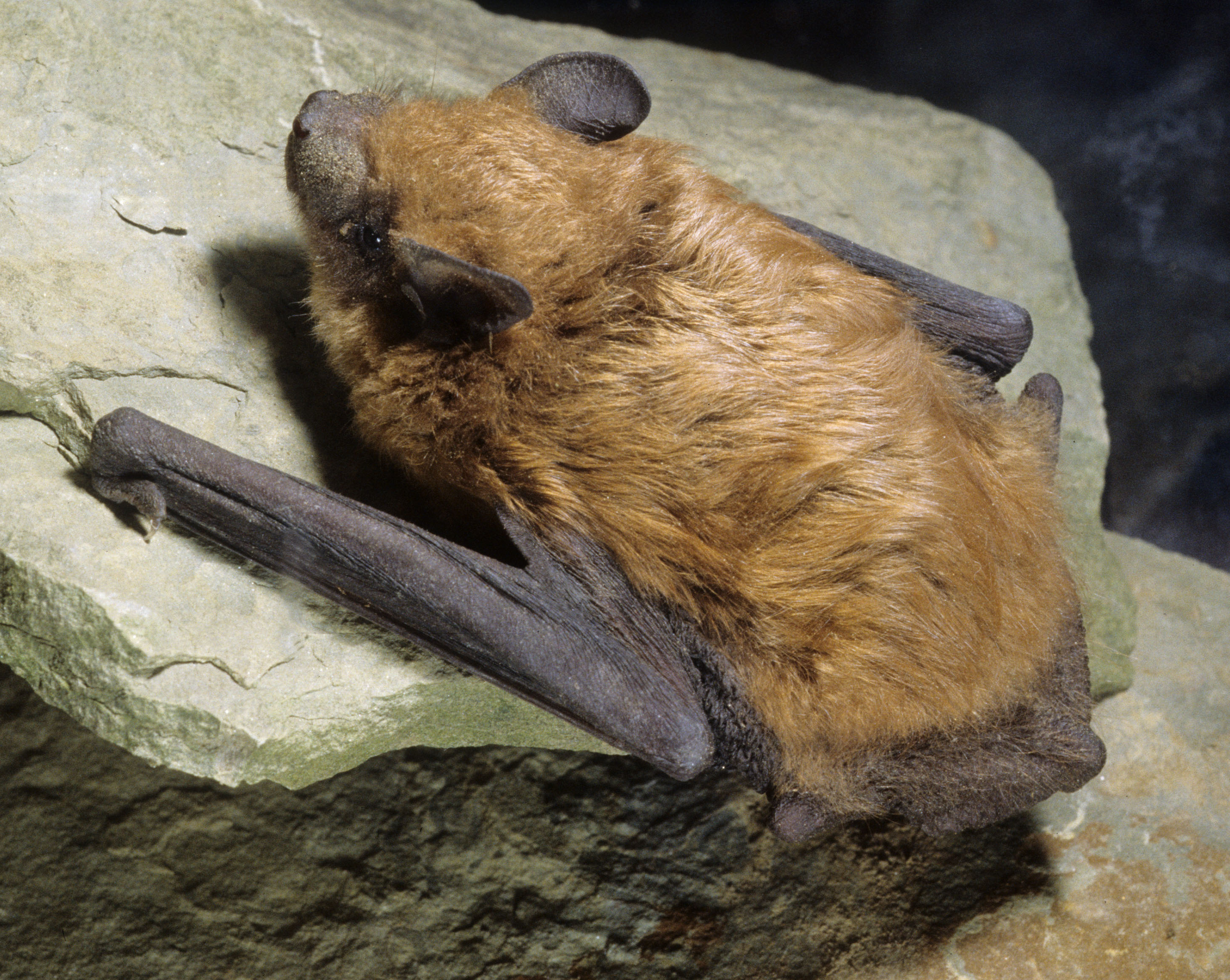An overhead view of a big brown bat roosting on a rock.