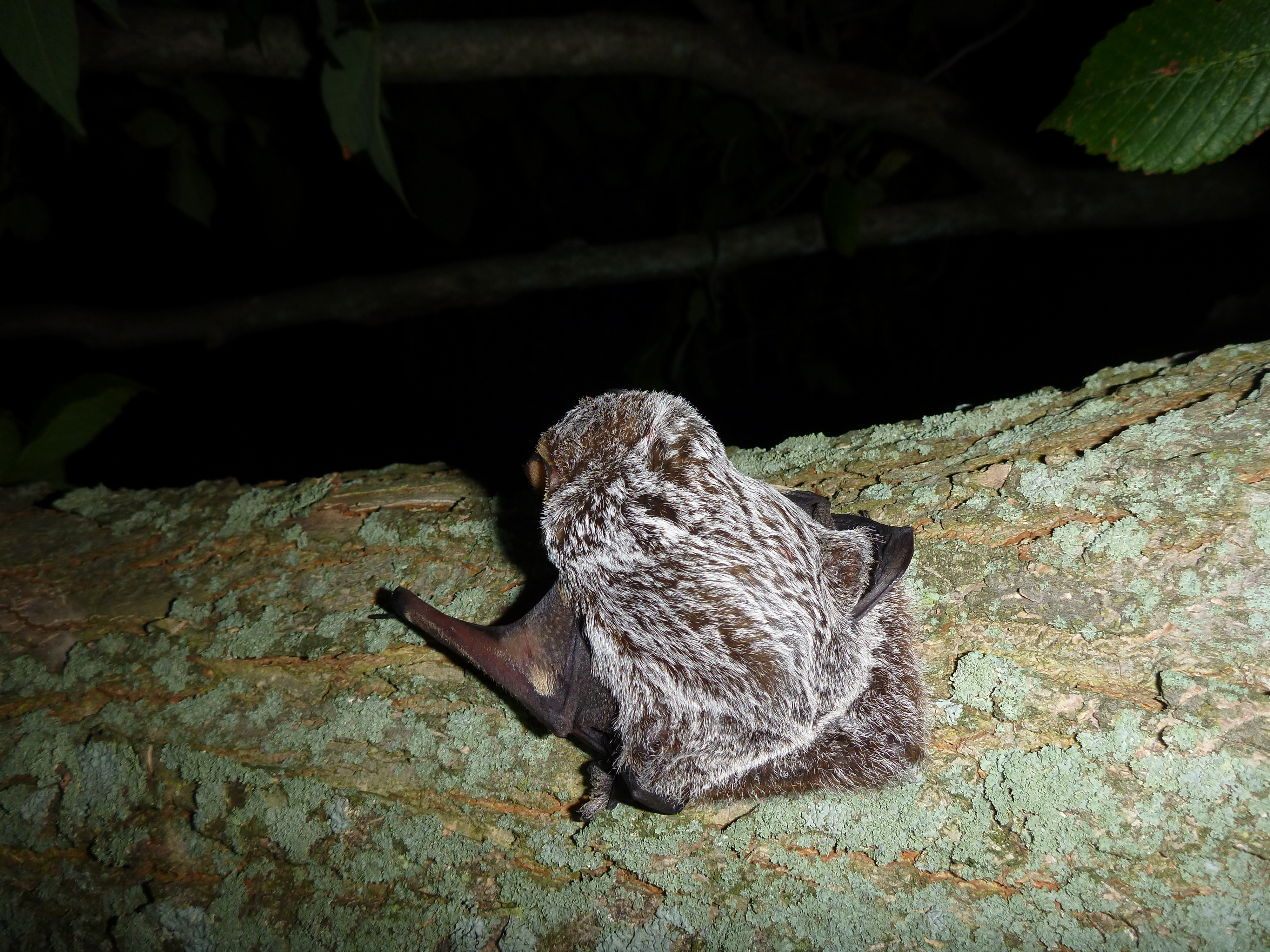 A hoary bat resting on the side of a tree. Its silver-colored fur tips are very visible.