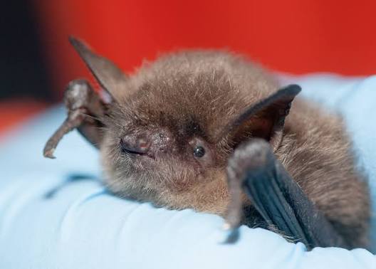 A photo of a yuma myotis being held in a hand.